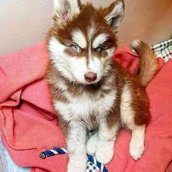 Siberian Husky - media 3